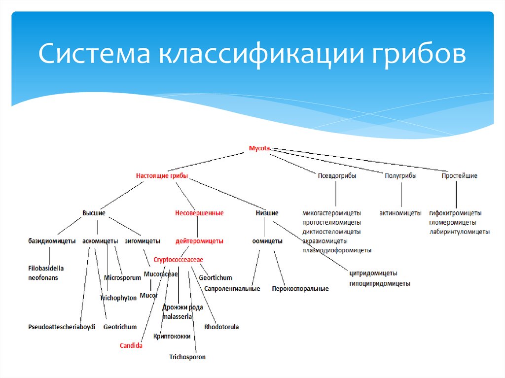 Морфология биология систематика