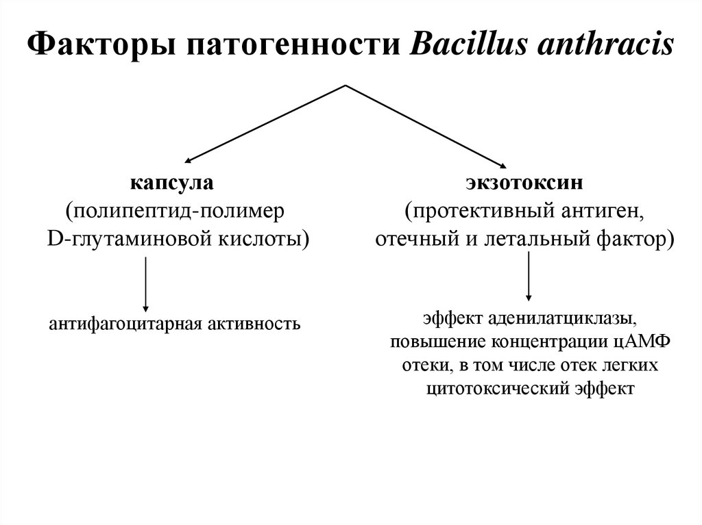 Факторы патогенности сибирской язвы