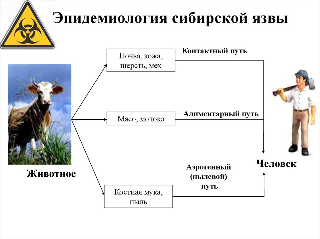 Как передается язва. Факторы передачи сибирской язвы служат. Основной путь передачи при сибирской язве. Механизм заражения сибирской язвой. Сибирская язва механизм и пути передачи.