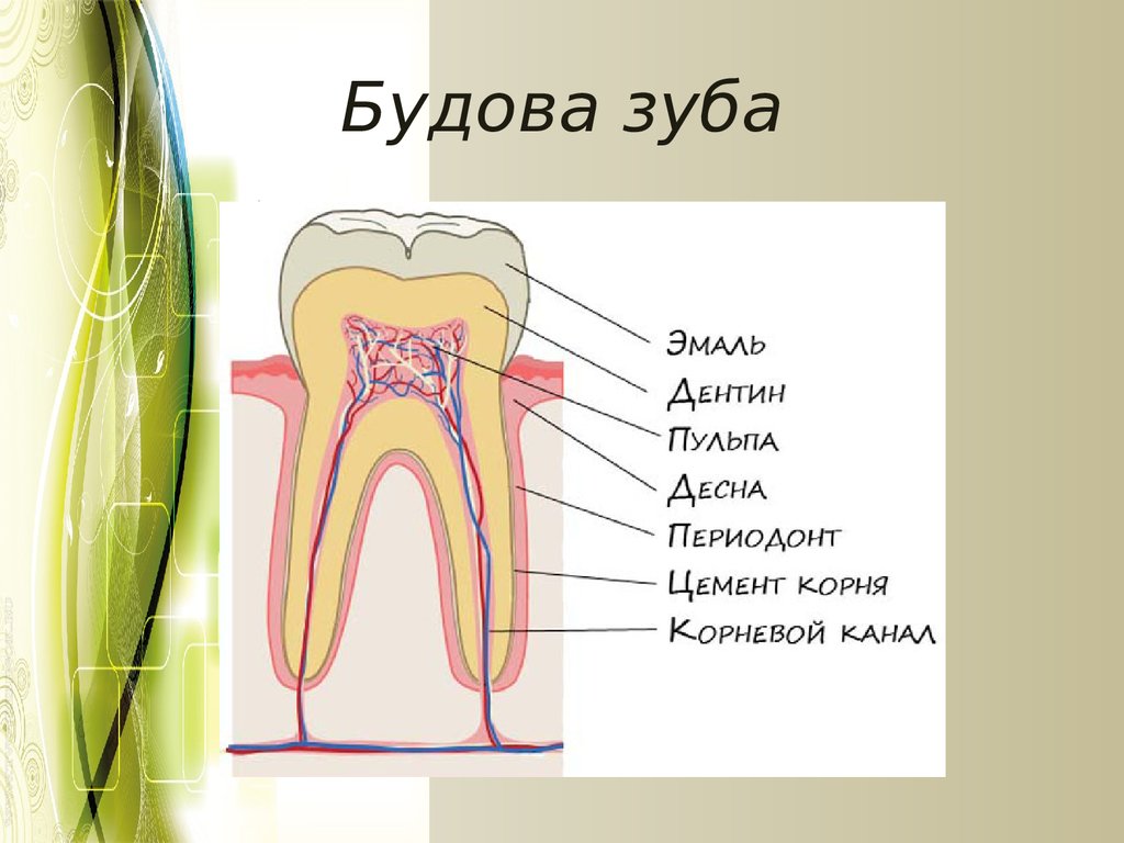 Корень зуба находится. Строение зуба. Будова зуба. Строение зуба человека без подписей.