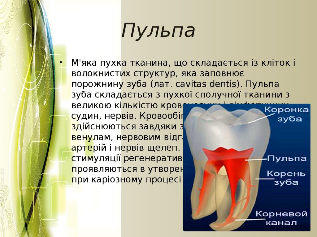 Строение канала зуба. Зубная пульпа строение зуба. Строение пульпы молочного зуба.