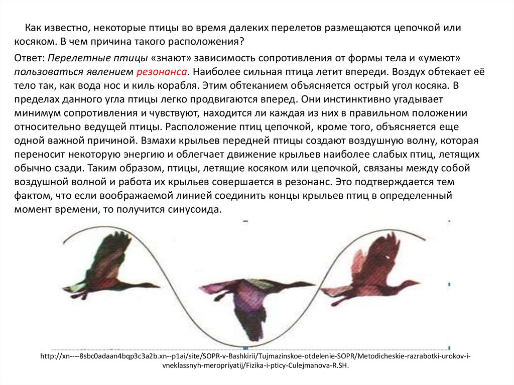 Некоторые птицы. Причины перелета птиц. Почему птицы летают клином. Почему птицы летят клином. В чем причина перелётов птиц.