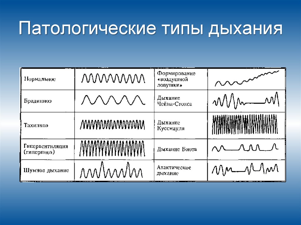 Типы дыхания картинка