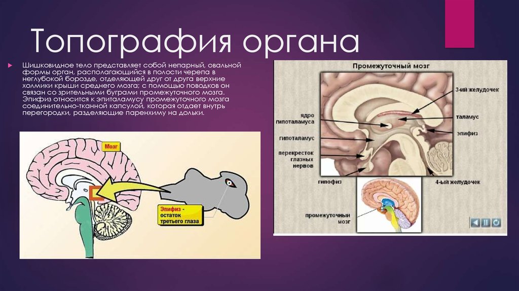 Гипофиз и эпифиз презентация