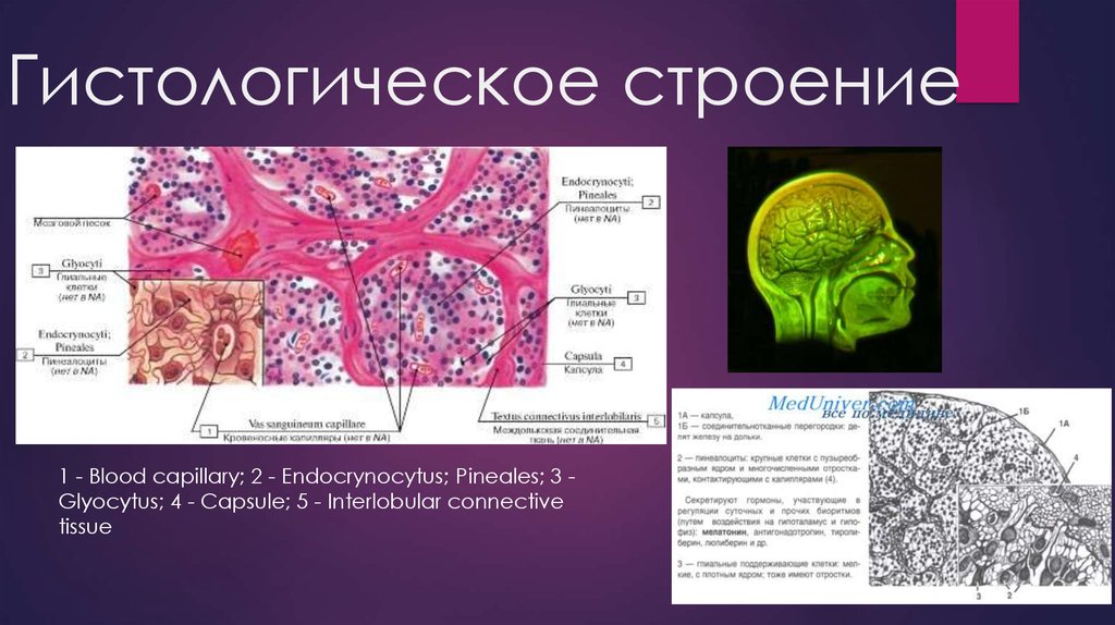 Эпифиз рисунок гистология