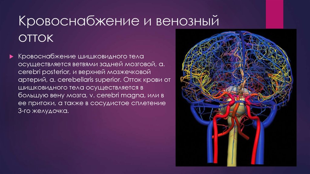 Нарушение венозного оттока. Кровоснабжение шишковидной железы. Кровоснабжение эпифиза. Кровоснабжение и венозный отток. Шишковидное тело кровоснабжение.