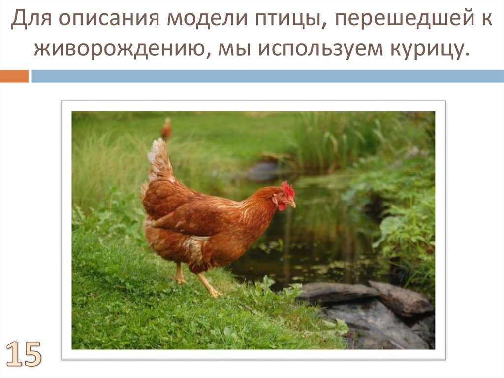 Для описания модели птицы, перешедшей к живорождению, мы используем курицу.