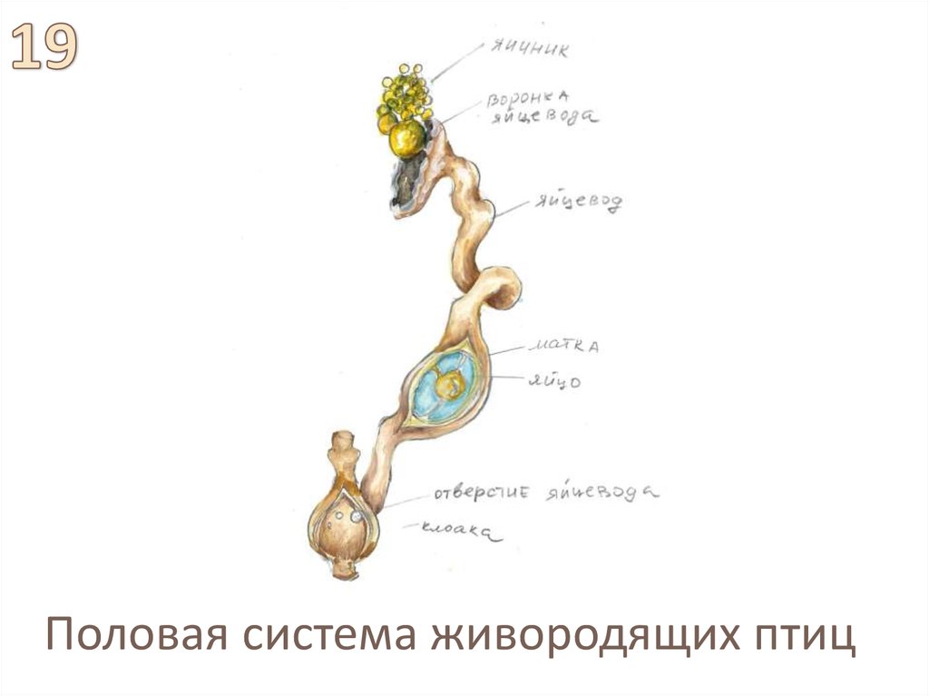 Половая система живородящих птиц