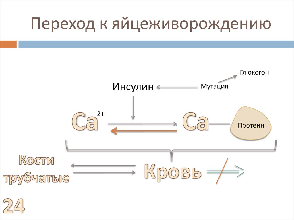 Переход к яйцеживорождению