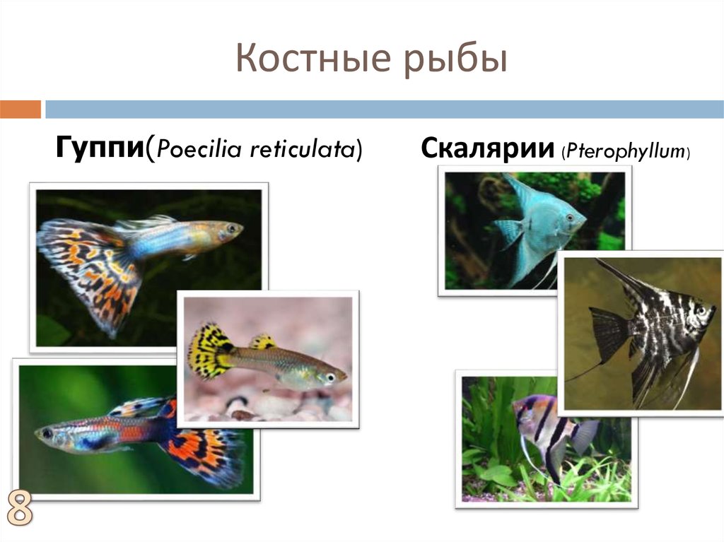 Костные рыбы