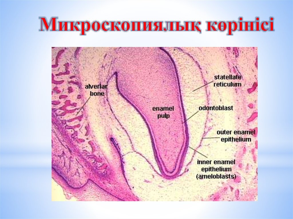 Схема строения зуба гистология