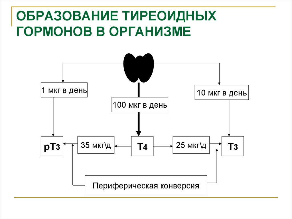 Схема образования и секреции тиреоидных гормонов