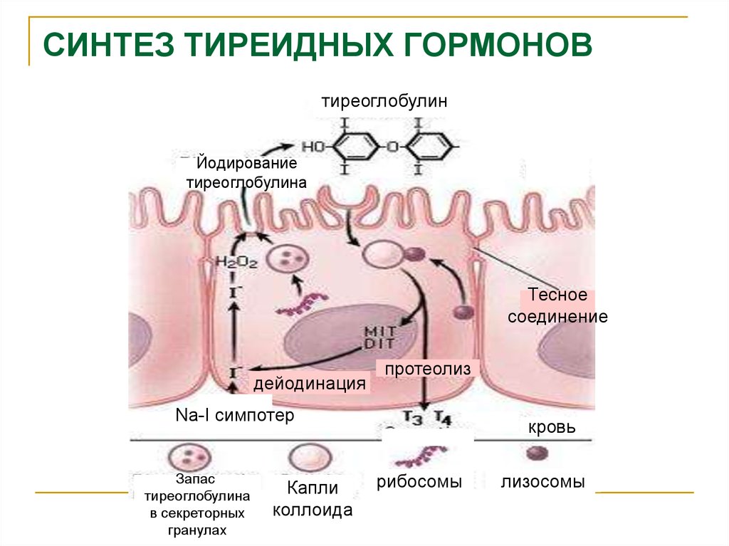 Синтез йодтиронинов схема