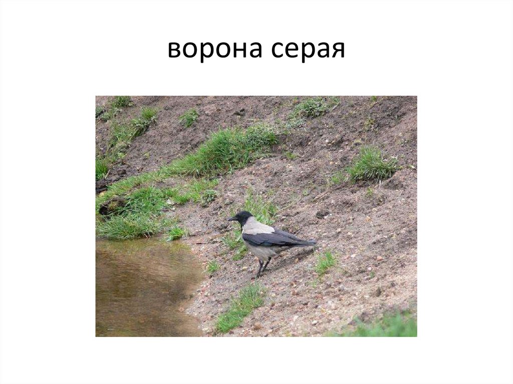 Серый ворон значение