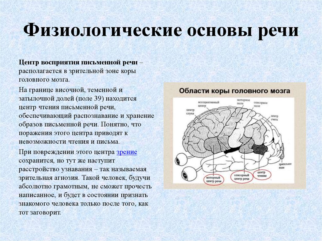 Органическое поражение речевых зон. Физиологические основы речи в психологии. Анатомофизиолгические основы речи. Речь и ее физиологические основы..