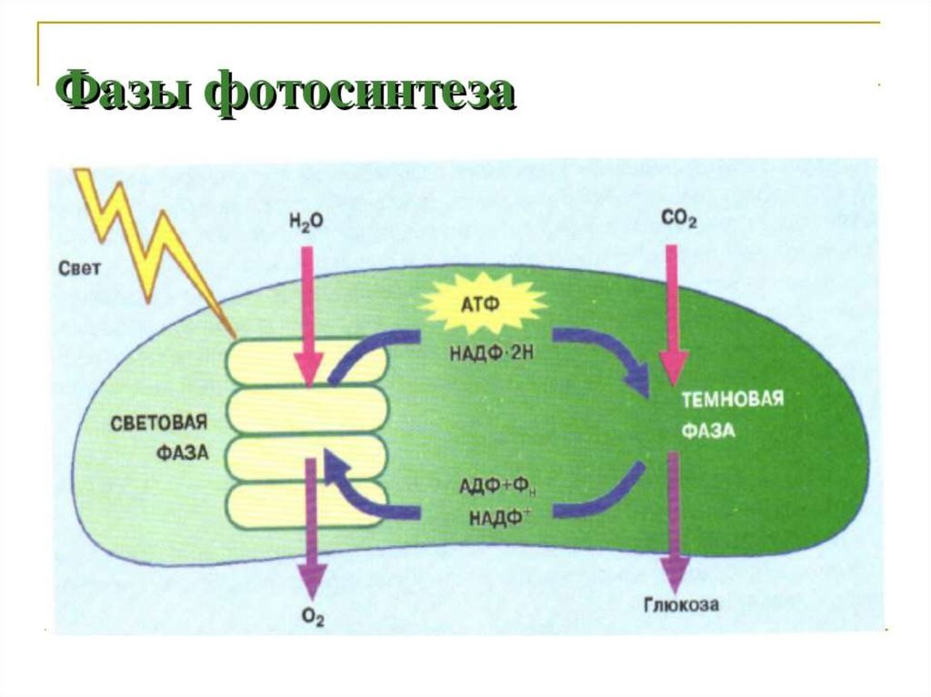 Синтез атф рисунок