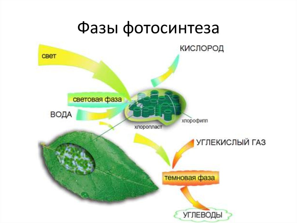 Хлоропласт темновая фаза. Растения хлоропласты хлорофилл фотосинтез. Схема процесса фотосинтеза. Схема фотосинтеза у растений. Фотосинтез листа схема.