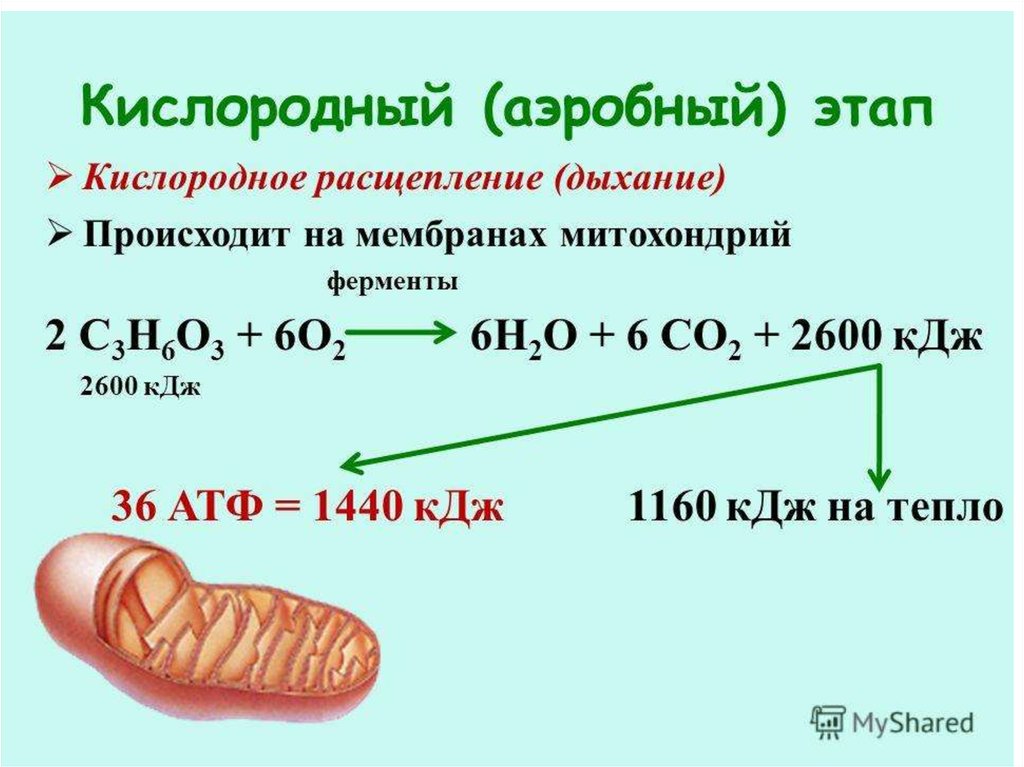 Энергетический обмен в клетке 9 класс презентация