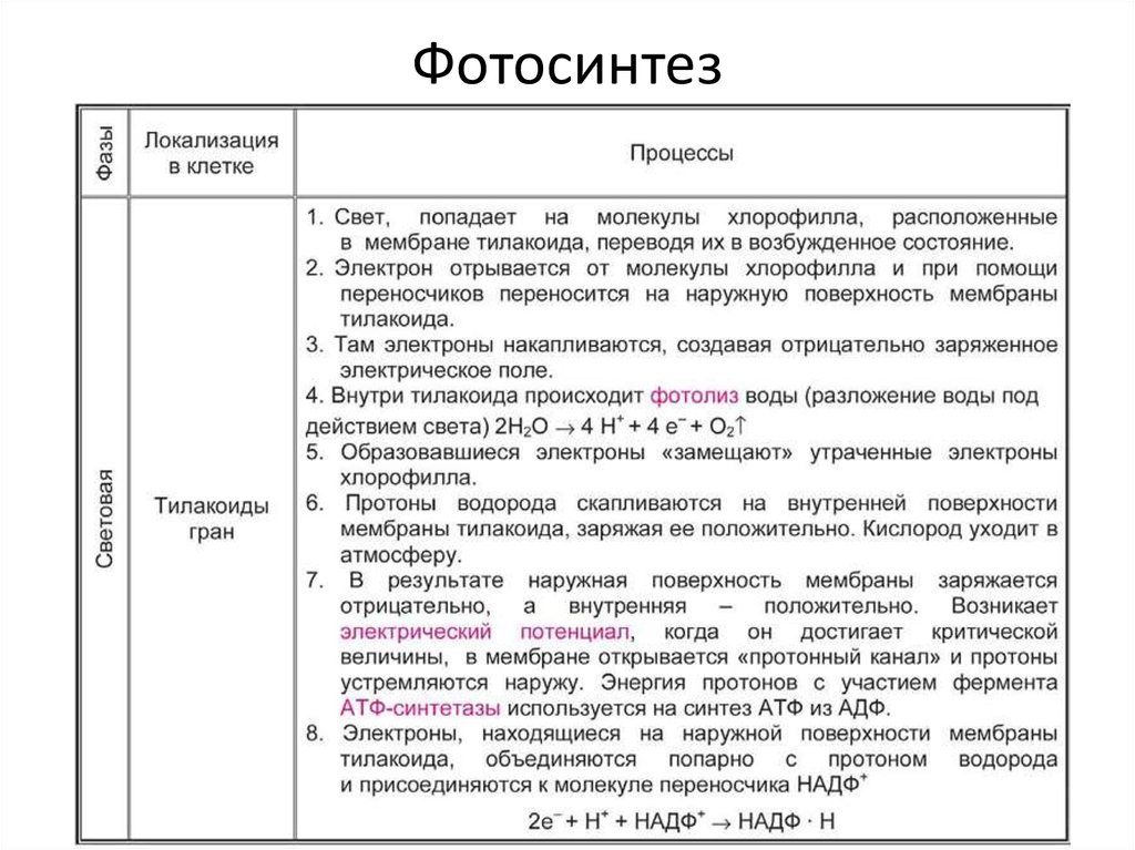 В результате процессов происходящих в. Фазы фотосинтеза таблица 11 класс. Этапы фотосинтеза таблица. Процесс фотосинтеза таблица. Фазы фотосинтеза таблица 10 класс биология.