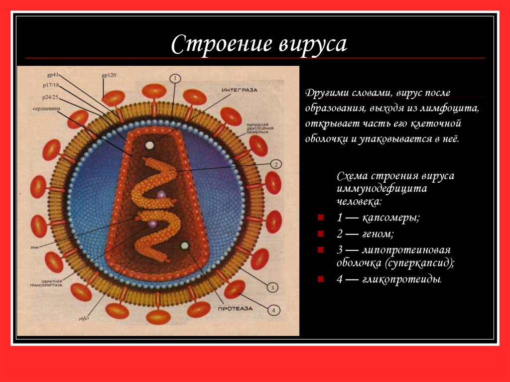 После ас. Суперкапсид у вируса иммунодефицита человека. ВИЧ суперкапсид. Строение вируса ВИЧ суперкапсид. Капсомеры вируса это.