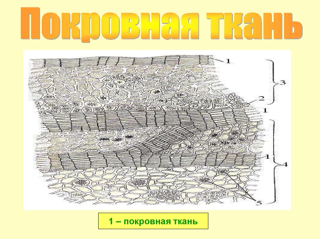 Толщина покровной ткани папоротника