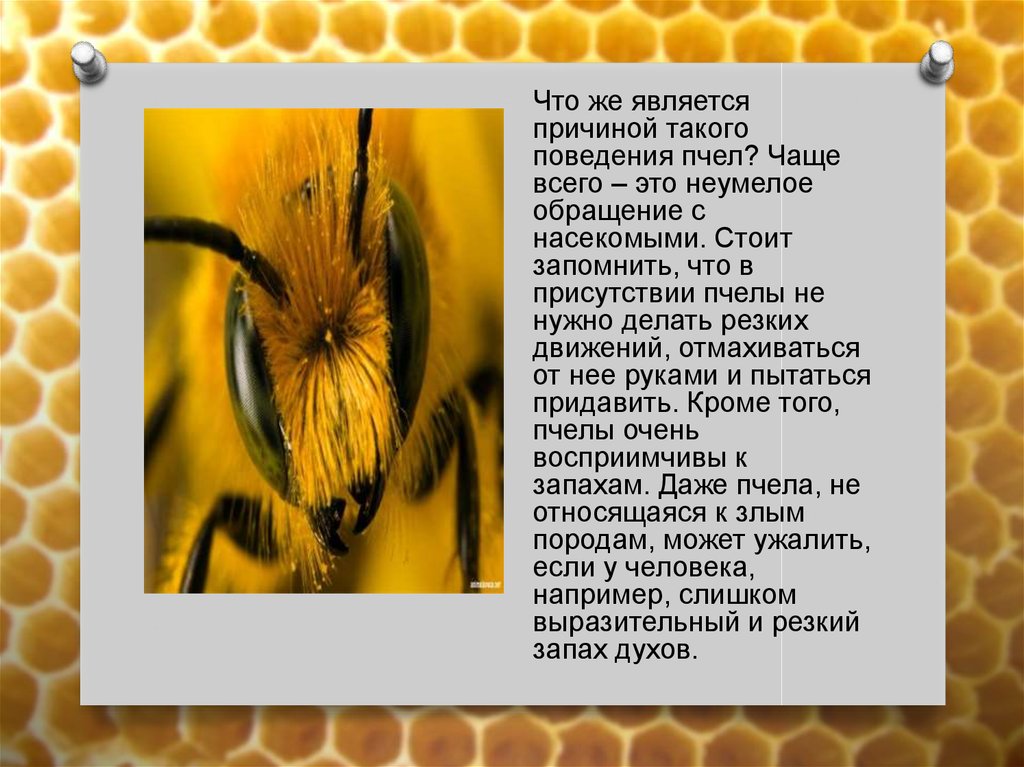 Почему пчелы относятся к насекомым