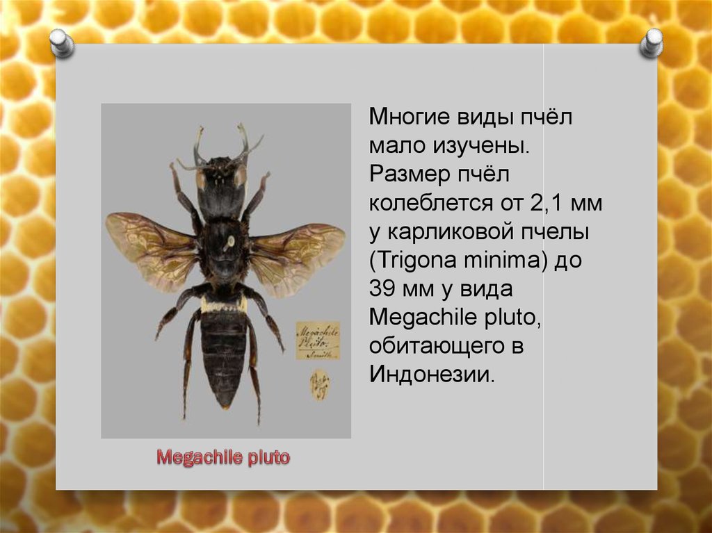 Какие виды пчел бывают фото и название