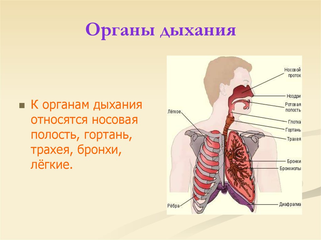Дыхание 5 групп. Дыхательная система трахея анатомия человека. К органам дыхания не относятся 1 легкие 2 сердце 3 трахея 4 бронхи ответ. К органам дыхания относятся. Органы которые относятся к дыхательной системе.