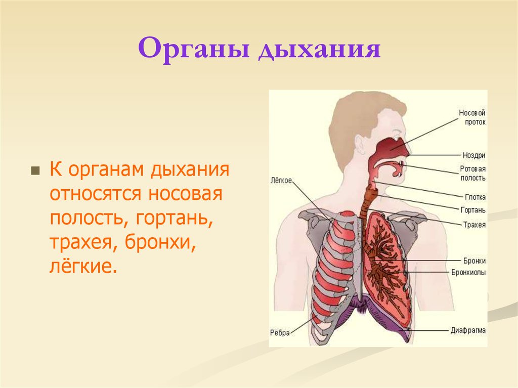 Орган дыхания ответ. Органы дыхания. К органам дыхания относятся. К органам дыхания не относятся. Органы относящиеся к дыхательной системе.