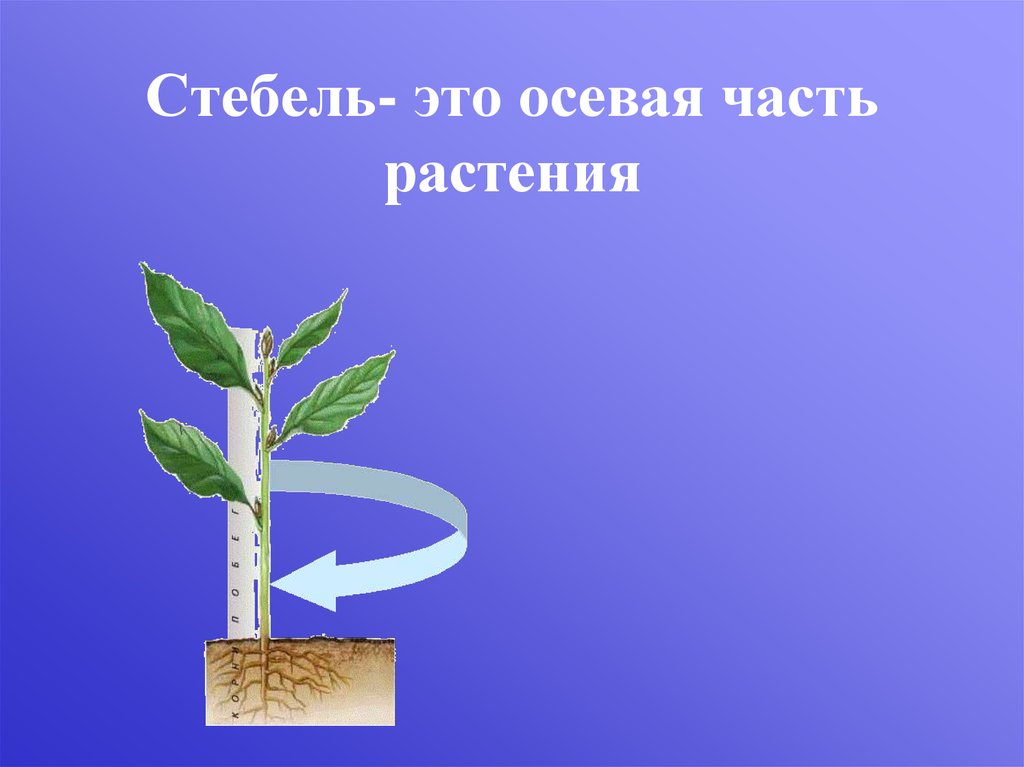 Слово стебель. Стебель. Стебель растения. Укороченный стебель. Осевая часть растения.