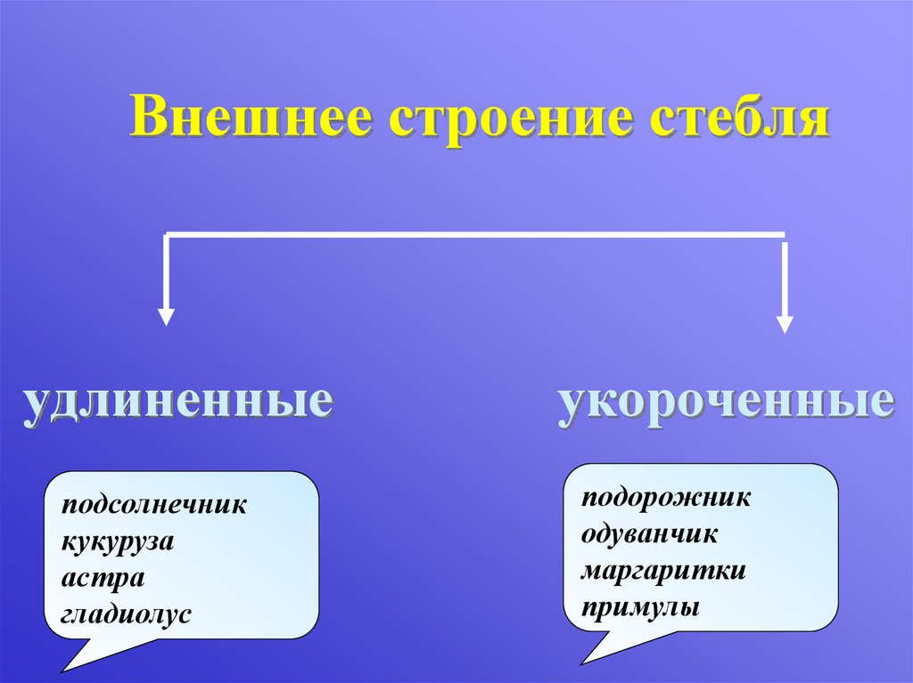 Презентация 6 класс строение стебля презентация