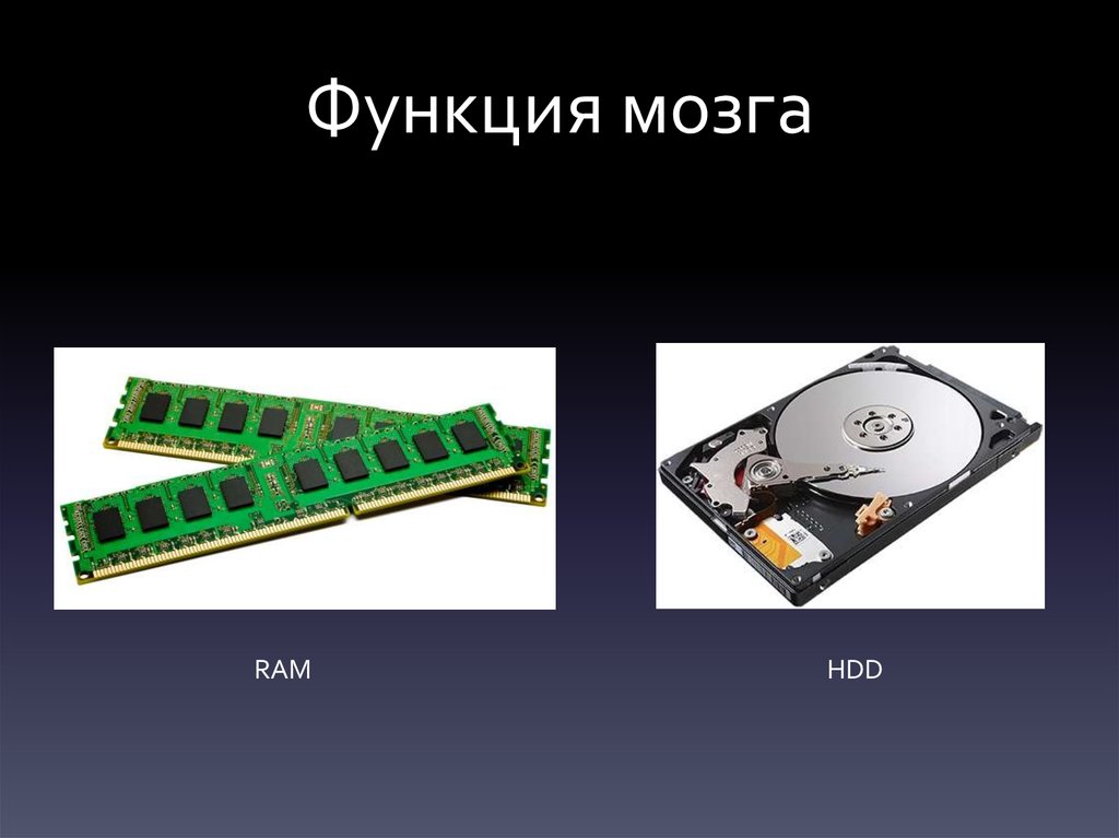 Функция мозга