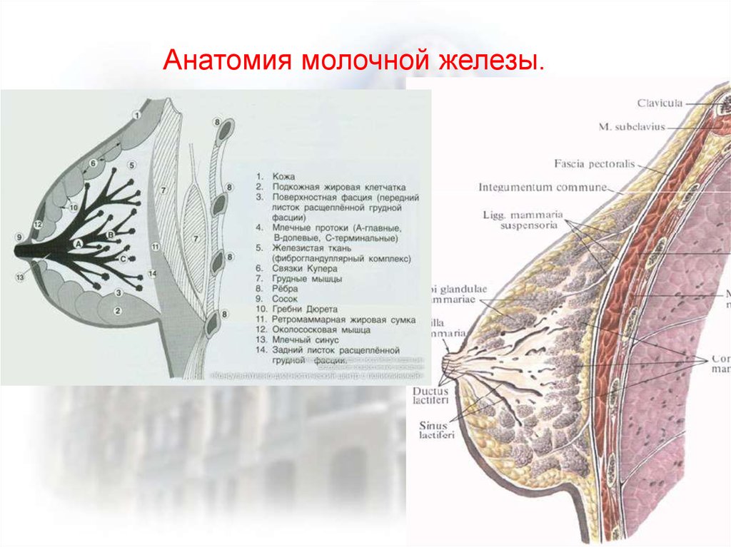 Строение женских молочных желез