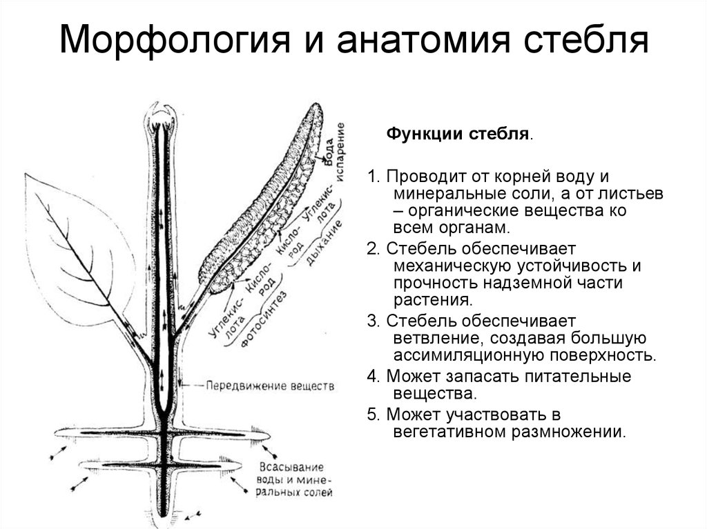 Функции органа стебля. Анатомическое строение побега стебля. Морфологическое строение стебля. Морфологическое строение побега и стебля. Внешнее строение стебля.