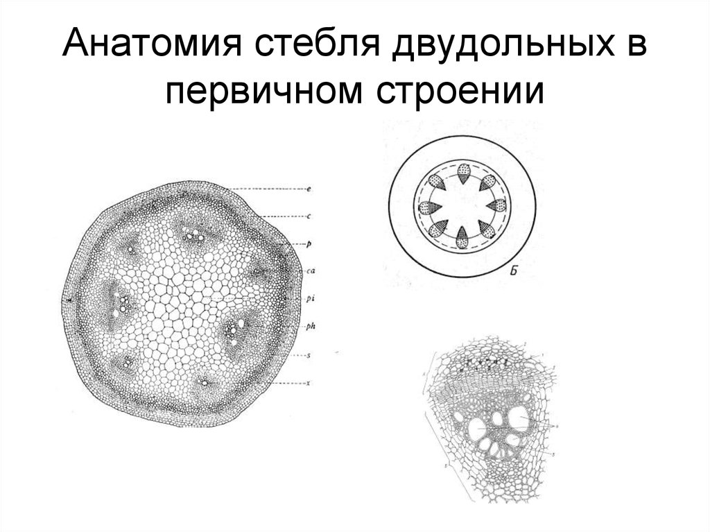 Стебель двудольного растения. Первичное строение стебля двудольных растений. Первичное строение стебля однодольных растений. Первичное Анатомическое строение стебля однодольных. Строение стебля двудольного травянистого растения.