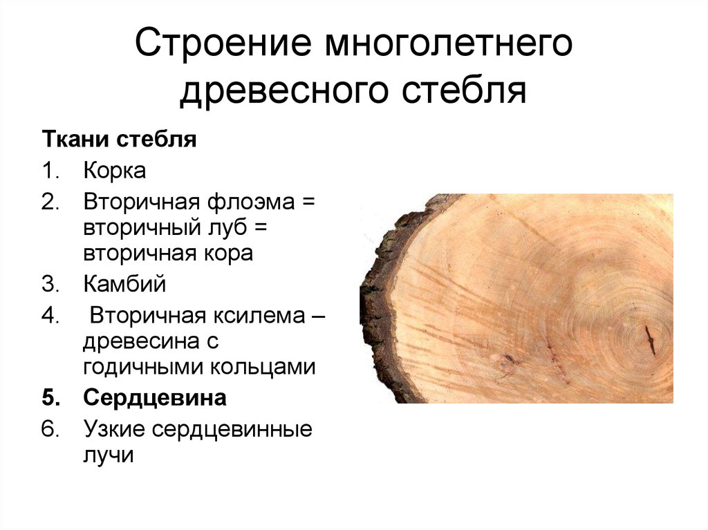 Какие функции в стебле выполняет древесина. Строение стебля древесина Луб. Строение стебля древесина функция. Сердцевина многолетнего стебля функция.