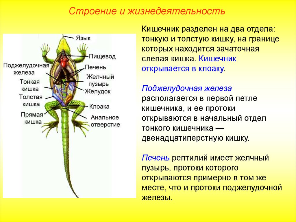 Строение и жизнедеятельность животных. Слепая кишка у пресмыкающихся. Кишечник пресмыкающихся. Кишечник рептилий строение. Слепая кишка у ящерицы.