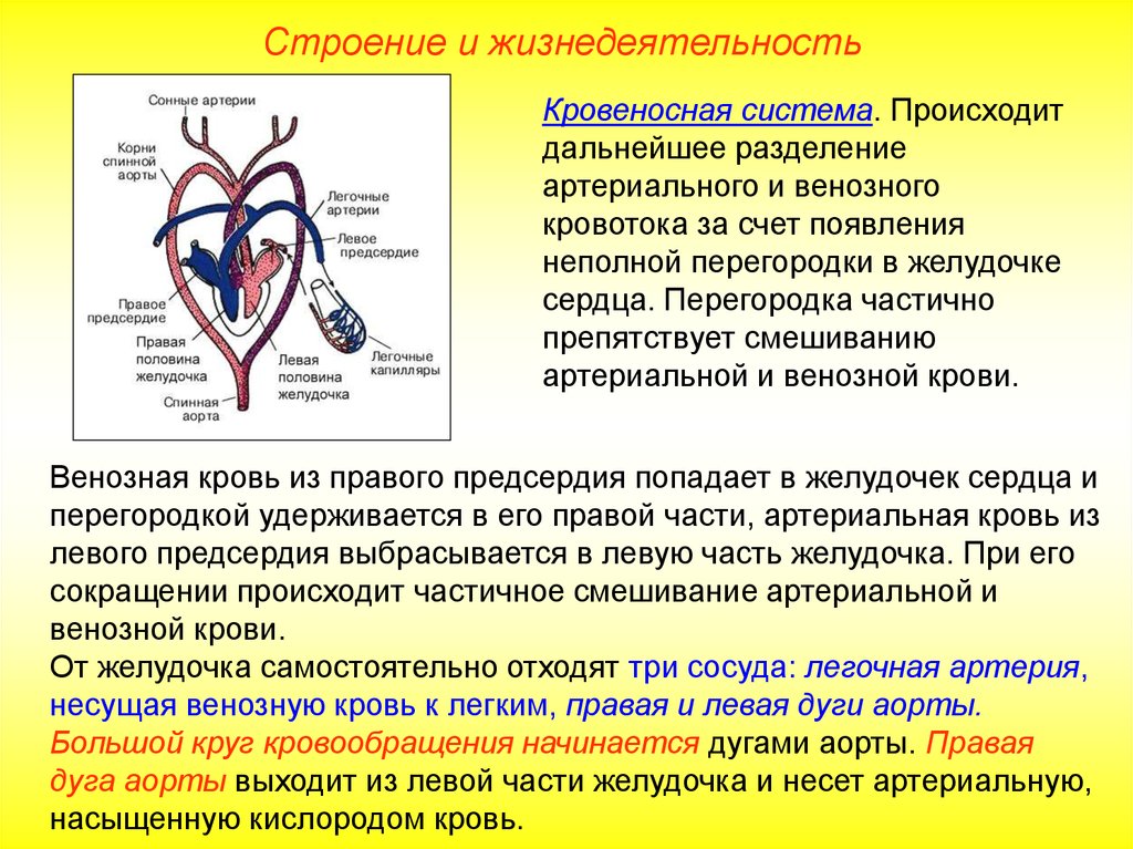 От левого предсердия к легким. Разделение артериальной и венозной крови. Кровь в легочной артерии. Кровеносная система. Артериальная и венозная кровь.