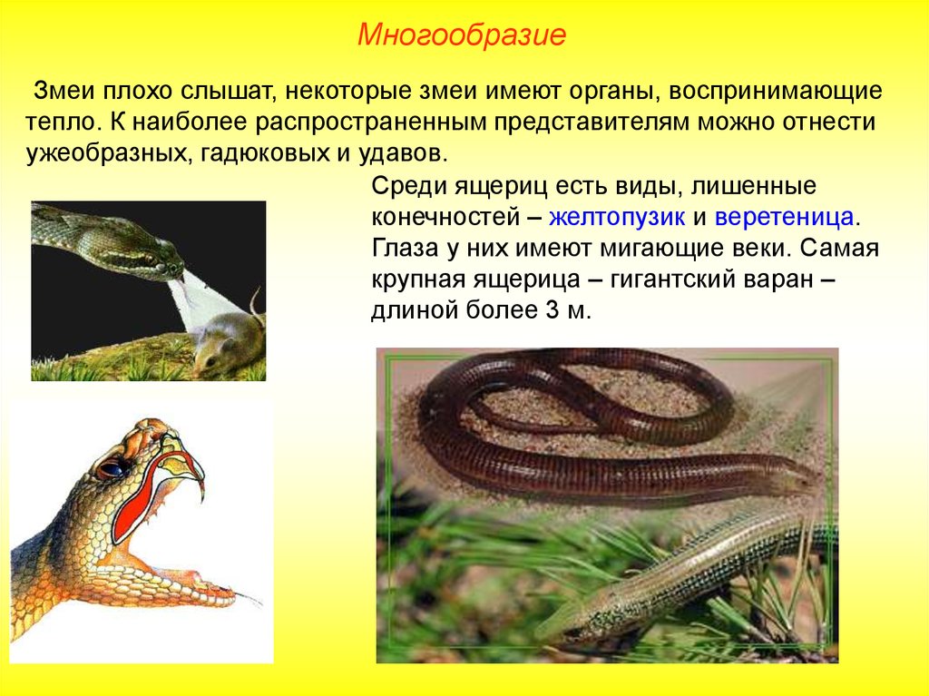 Змея относится к группе. Многообразие змей. Пресмыкающиеся представители. Змеи разнообразие. Многообразие рептилий.