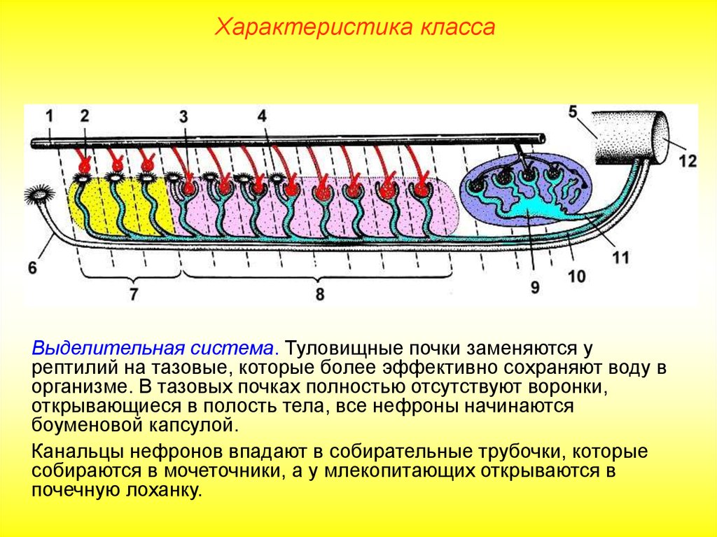 Определите общее количество мезонефросов у модельных животных. Туловищнеы первичные почки. Туловищные почки у земноводных. Туловищные почки пресмыкающихся. Строение туловищной почки.