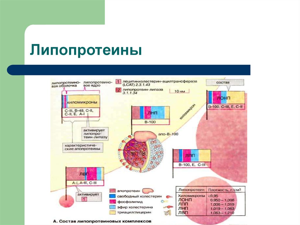 Схема обмена липопротеинов