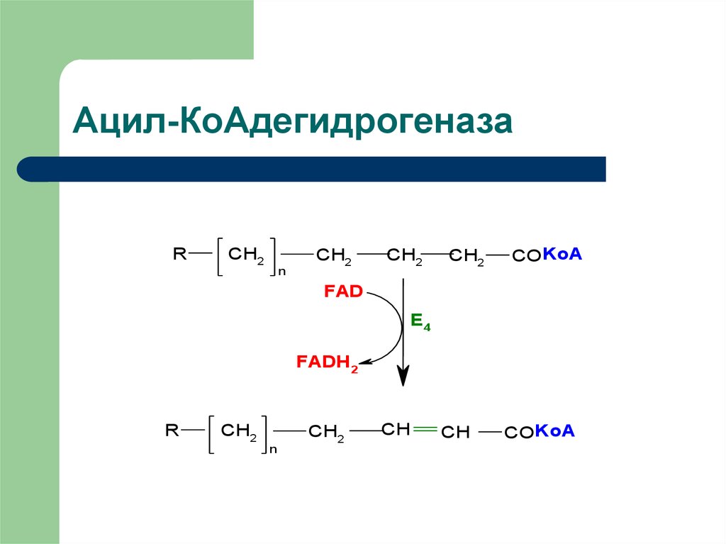 Ацил-КоАдегидрогеназа