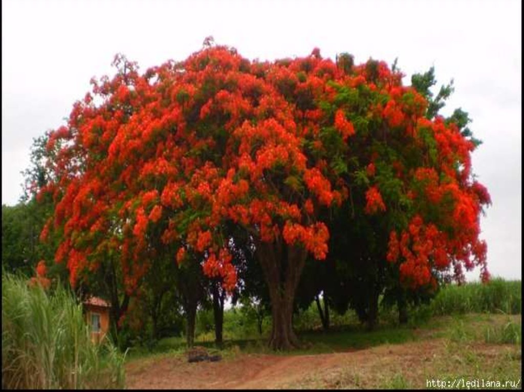 Деревья цветущие красным цветом. Дерево Делоникс Королевский. Делоникс Королевский Огненный. Огненное дерево Делоникс Королевский. Королевский Делоникс цветет.