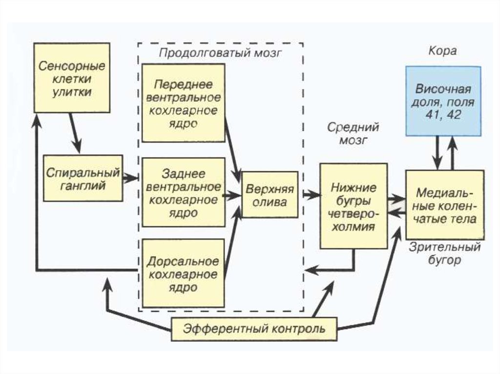 1 нарисовать блок схемы слуховой и вестибулярной сенсорных систем