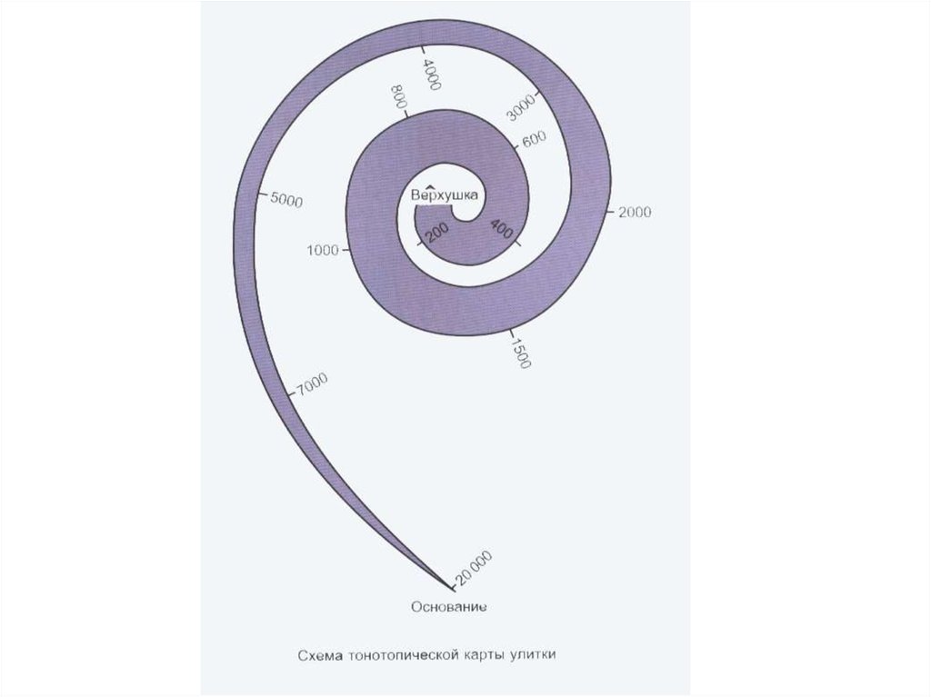 Улитка на карте. Тонотопическая организация улитки. Тонотопическая теория слуха. Схема карты улитка.