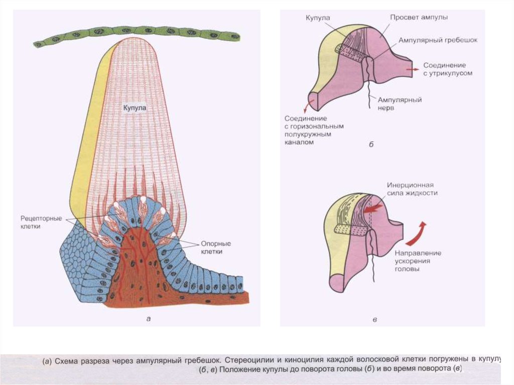 Схема строения ампулярного гребешка