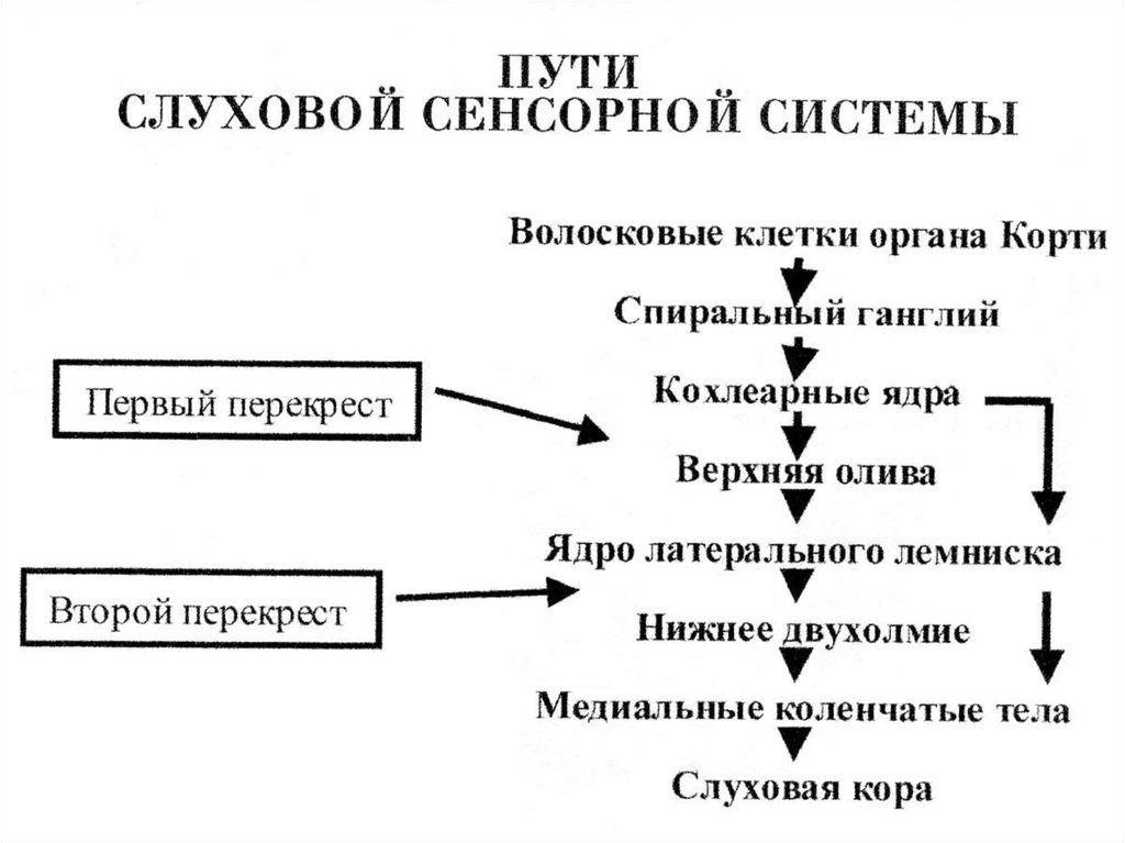 Слуховая сенсорная система. Методики исследования сенсорных систем. Методы исследования слуховой сенсорной системы. Методы исследования тактильной сенсорной системы. Методы исследования слуховой сенсорной системы физиология.