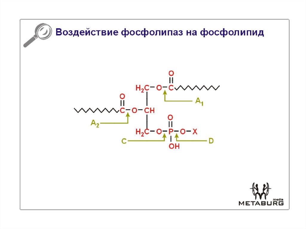 Формула фосфолипида. Фосфолипаза с. Типы фосфолипаз. Комплекс фосфолипидов. Фосфолипид формула
