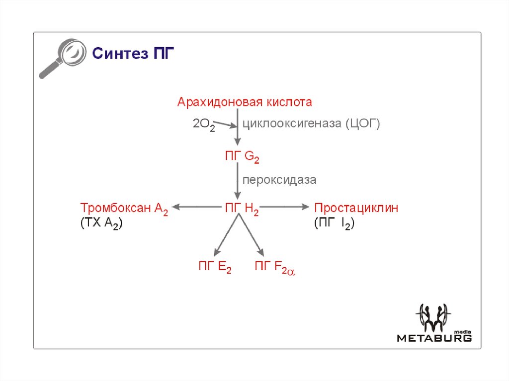 Синтез фосфолипидов схема