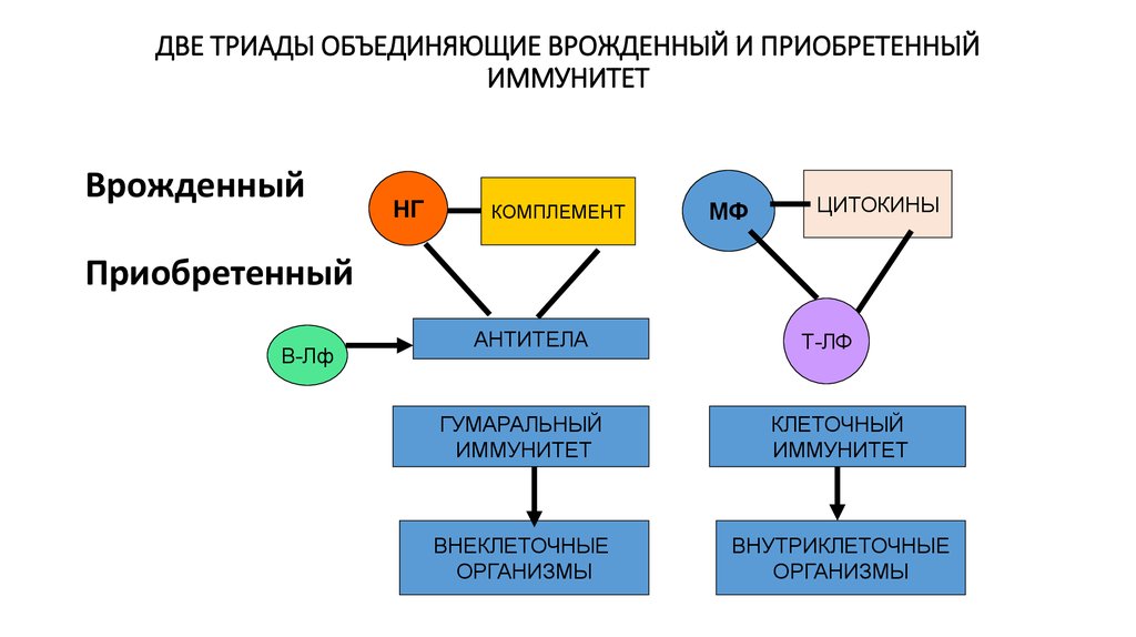 Схема противоопухолевого иммунитета включающая факторы врожденного и адаптивного иммунитета